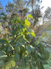 Koelreuteria paniculata
