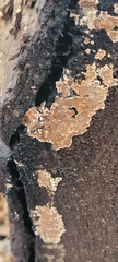 Corticium roseum