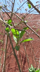 Vernonanthura squamulosa