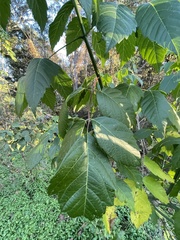 Koelreuteria paniculata