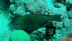 Calotomus viridescens