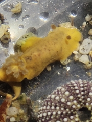 Geitodoris heathi