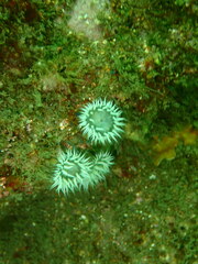 Anthothoe albocincta