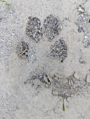 Canis latrans