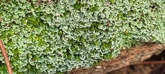 Cladonia apodocarpa