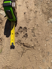 Canis latrans