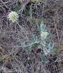 Pfaffia gnaphalioides