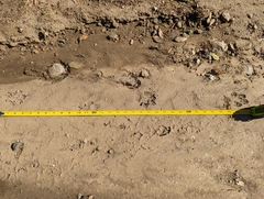 Canis latrans