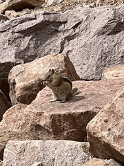 Callospermophilus lateralis lateralis