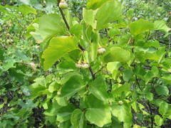 Styrax platanifolius platanifolius