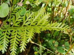 Asplenium appendiculatum maritimum