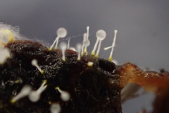 Sphaerostilbella aurifila