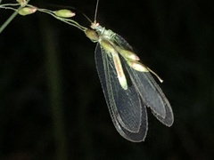 Chrysoperla externa