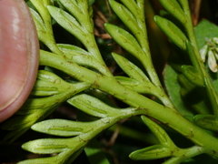 Asplenium appendiculatum maritimum