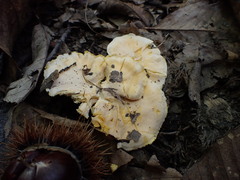 Cantharellus pallens