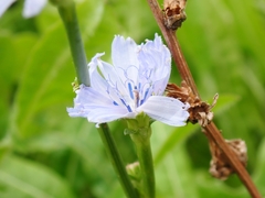 Cichorium