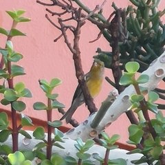 Serinus canaria