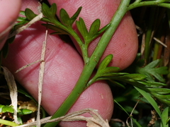 Asplenium appendiculatum maritimum