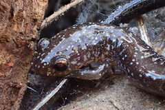 Plethodon