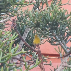Serinus canaria