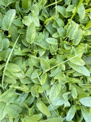 Stachys floridana