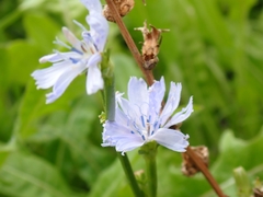 Cichorium