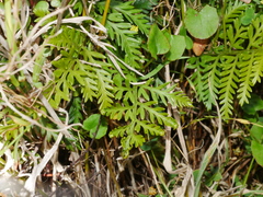 Asplenium appendiculatum maritimum