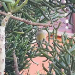 Serinus canaria