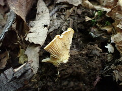 Cantharellus pallens