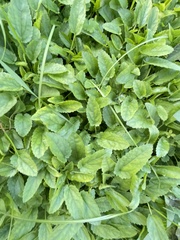 Stachys floridana