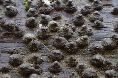 Rosellinia