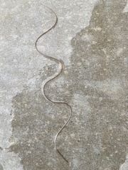 Gordioidea