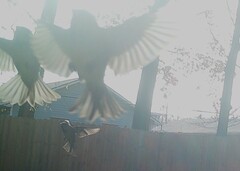Passer domesticus