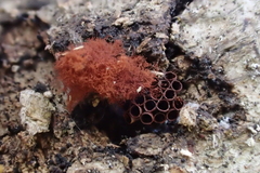 Metatrichia
