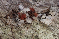 Metatrichia