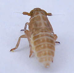 Conomelus anceps