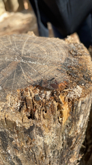 Leptoglossus corculus