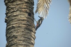 Dendrocopos assimilis