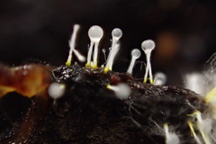 Sphaerostilbella aurifila