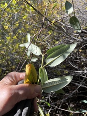 Frangula californica tomentella