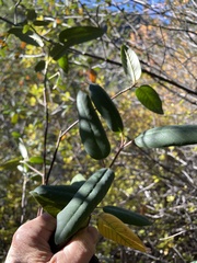 Frangula californica tomentella