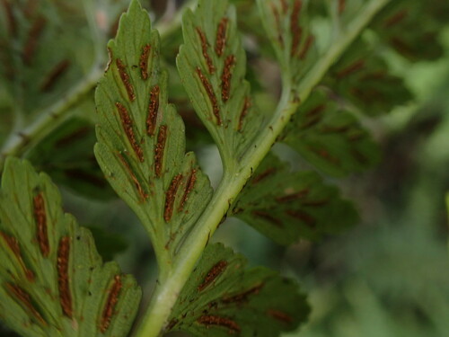 Asplenium acuminatum observed 2022-11-06