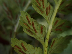 Asplenium acuminatum