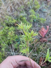 Dichanthelium scoparium