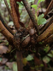 Asplenium acuminatum