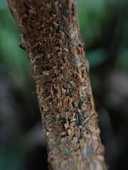 Asplenium acuminatum