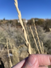 Thinopyrum intermedium