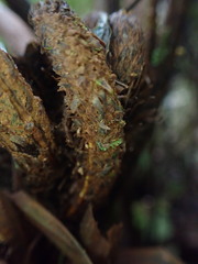 Asplenium acuminatum