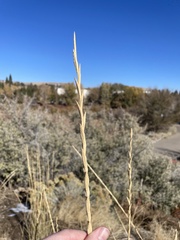 Thinopyrum intermedium