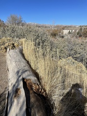 Thinopyrum intermedium